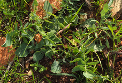 Klasea cerinthifolia