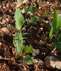 Klasea cerinthifolia
