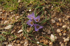 Romulea bulbocodium