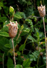 Klasea cerinthifolia