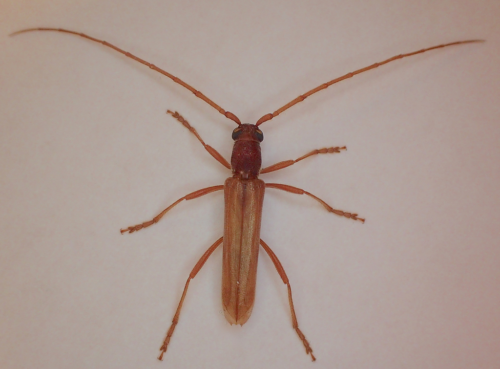 Aneflomorpha subpubescens