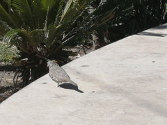 Columbina inca