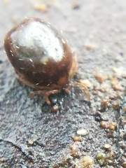 Ixodes frontalis