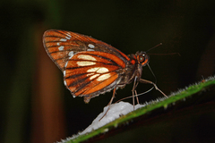 Carystina pieris