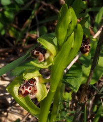 Ophrys umbilicata