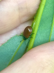 Plagiodera erythroptera