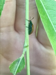 Plagiodera erythroptera