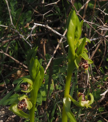 Ophrys umbilicata