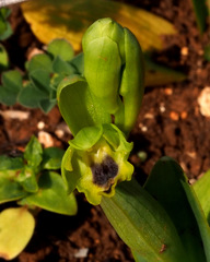 Ophrys lutea galilaea