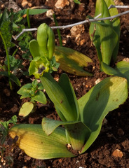 Ophrys lutea galilaea