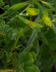 Euphorbia reuteriana