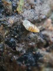 Carychium tridentatum
