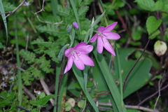 Hesperantha huttonii