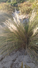 Aristida diffusa diffusa