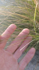 Aristida diffusa diffusa