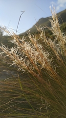 Aristida diffusa diffusa