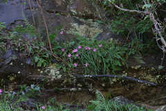 Hesperantha huttonii