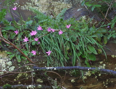 Hesperantha huttonii
