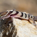 Gecko Bandeado de Baja California - Photo (c) bdog, algunos derechos reservados (CC BY-NC), uploaded by bdog