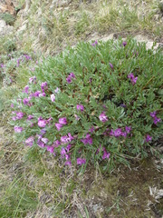 Oxytropis tragacanthoides