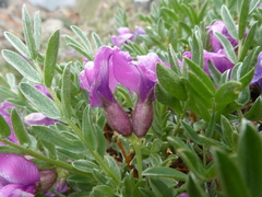 Oxytropis tragacanthoides