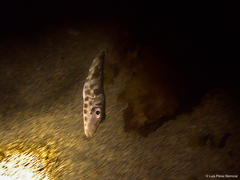 Sphoeroides marmoratus