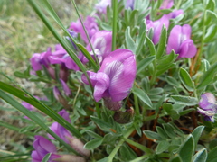 Oxytropis tragacanthoides