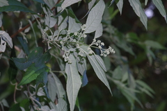 Buddleja auriculata