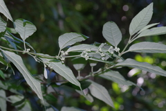 Buddleja auriculata