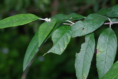 Buddleja auriculata