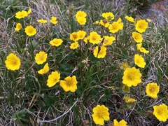 Potentilla gelida