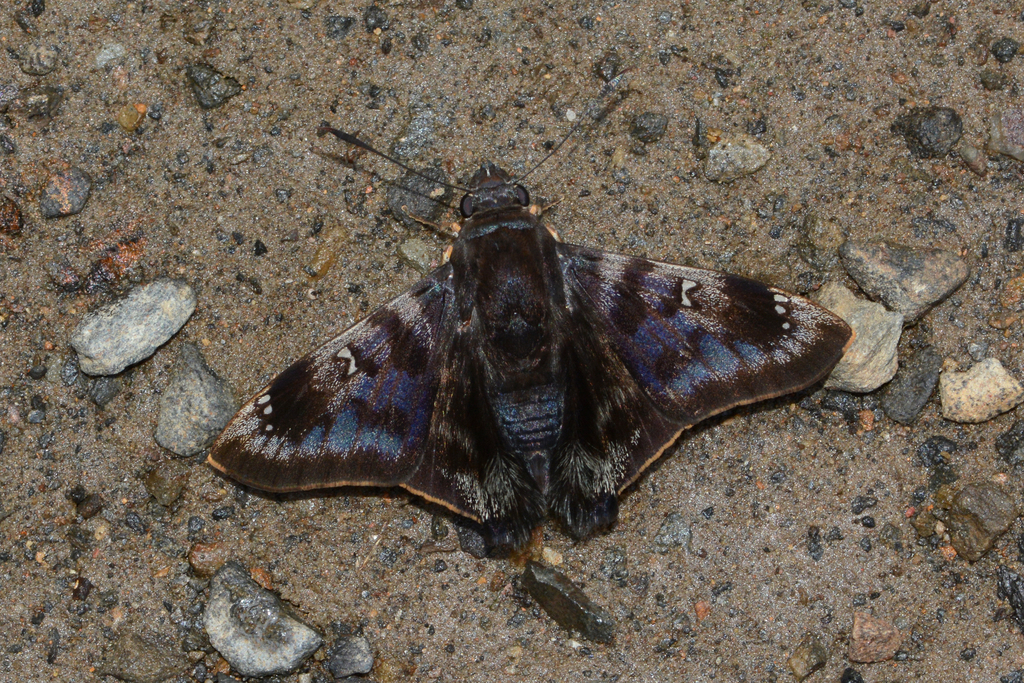 Conognathus platon