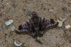 Conognathus platon