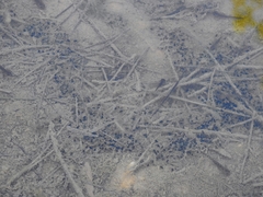 Discoglossus galganoi