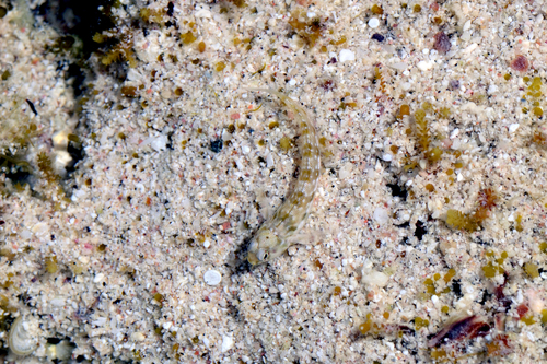 Arabian Blenny — seen at this dive site
