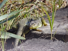 Timon lepidus lepidus