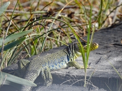 Timon lepidus lepidus