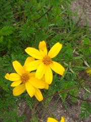 Tagetes zypaquirensis
