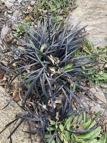 Ophiopogon planiscapus