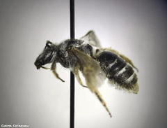 Lasioglossum discus