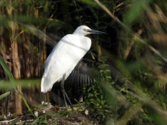Egretta garzetta