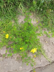 Tagetes zypaquirensis
