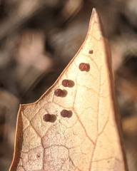 Neuroterus saltatorius texanus