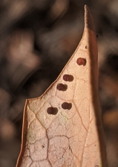 Neuroterus saltatorius texanus