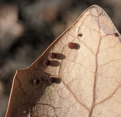 Neuroterus saltatorius texanus