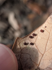 Neuroterus saltatorius texanus