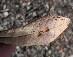 Neuroterus saltatorius texanus