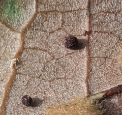 Neuroterus saltatorius texanus