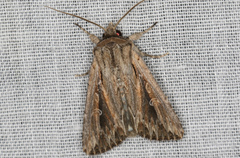 Persectania dyscrita