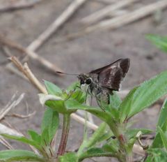 Platylesches moritili